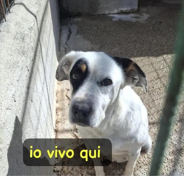 Fiorella In Canile Da 14Anni!! Facciamola Uscire! Sud